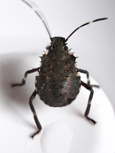 Réf. 329 475 : Halyomorpha halys